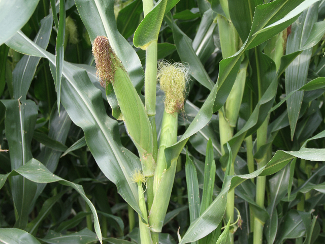 Karen Johnson of Avoca, Iowa, reported some of their corn had two ears, but no kernels on the second ears. She said that for the most part, corn in her area of western Iowa looks good, but a lot of Goss&#039; wilt is showing itself in the whole area. (DTN file photo by Pamela Smith)
